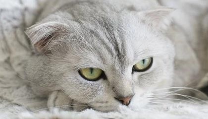 九游（jiuyou.com）游戏-丁俊晖宣布将参加新加坡大师赛，丁俊晖新闻