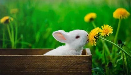 九游（jiuyou.com）游戏-丁俊晖宣布将参加新加坡大师赛，丁俊晖新闻